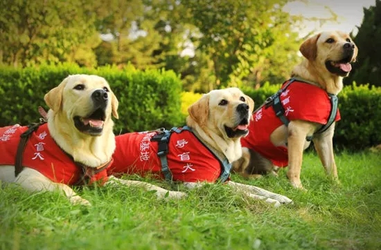 导盲犬图