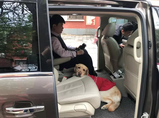 导盲犬图